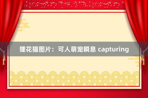 狸花猫图片：可人萌宠瞬息 capturing